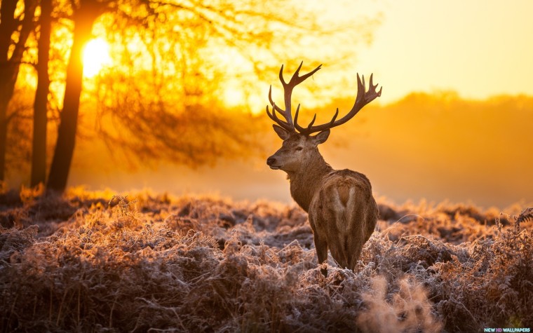 deer-sunset-1
